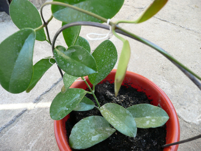 P1110236 - Hoya australis