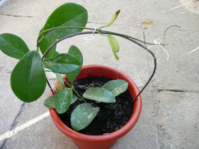 P1110234 - Hoya australis