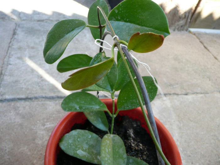 P1110235 - Hoya australis