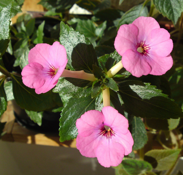  - Achimenes 3