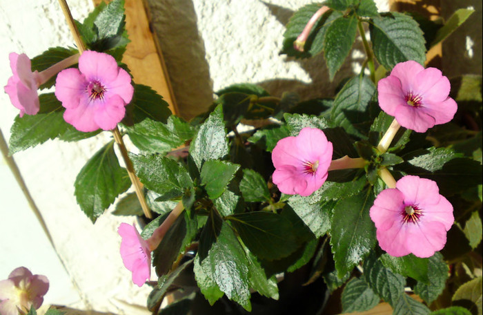  - Achimenes 3
