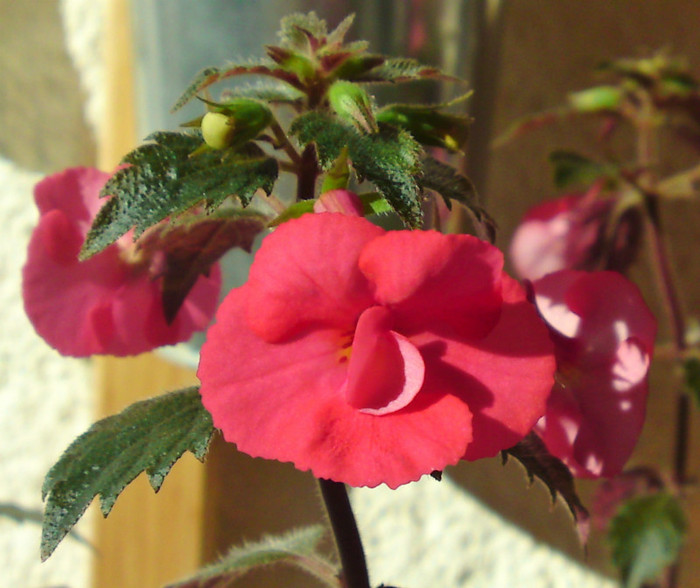  - Achimenes 3