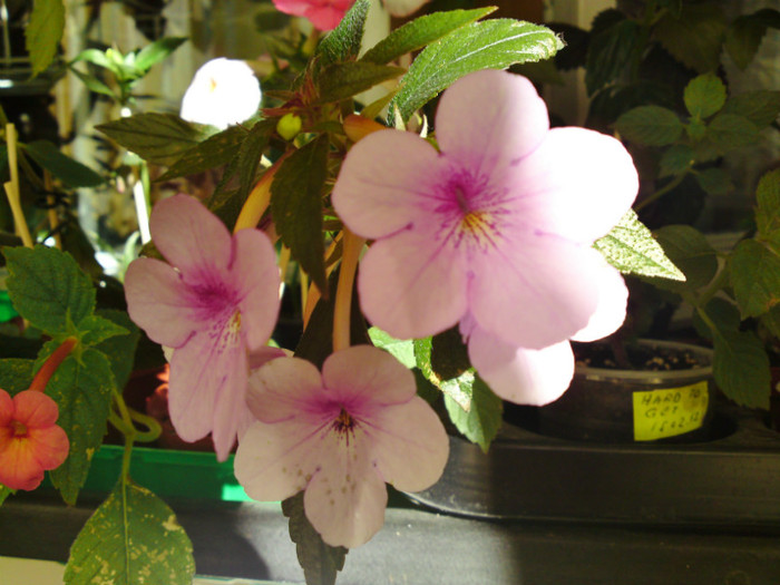 Dot - Achimenes 3
