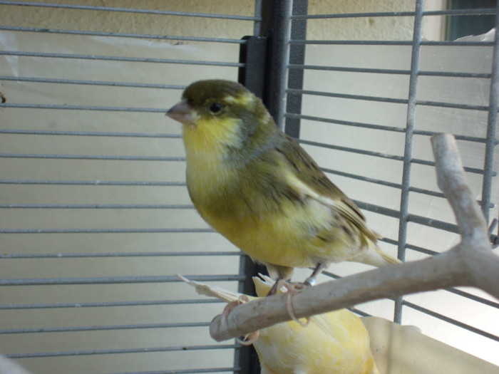 CIMG0521 - Canary Mei amintiri