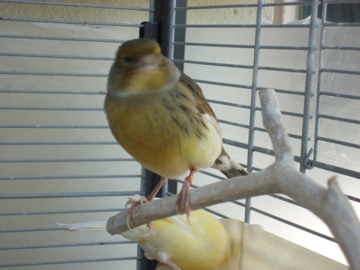 CIMG0527 - Canary Mei amintiri