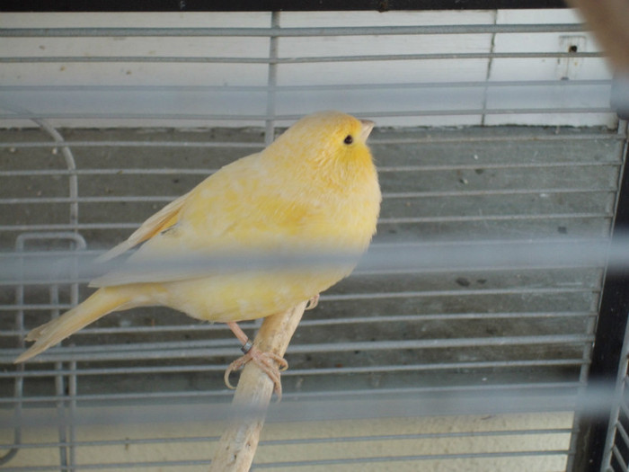 CIMG0557 - Canary Mei amintiri