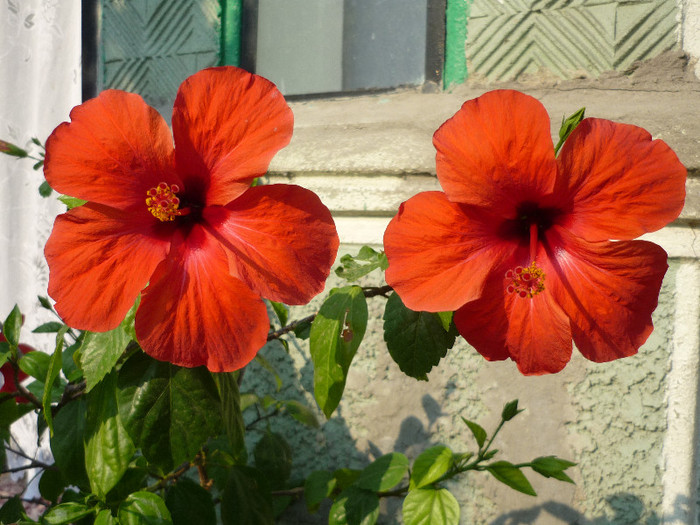 iulie - august 2012 hibi soacra mea - Hibiscus