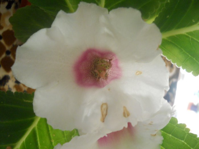 DSCN3381 - A21TOAMNA 2012