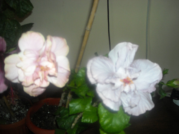 hibiscus Thunderhead +  Memoris