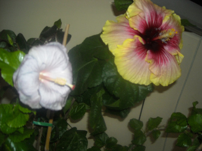 Hibiscus Cajun Blue +  Tahitian Quinn - Hibiscus 2012-3