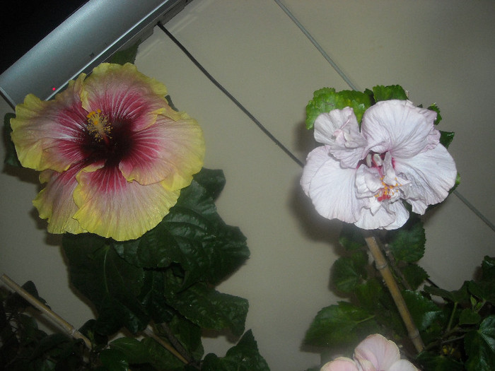 Hibiscus Tahitian Quinn +  Memoris - Hibiscus 2012-3