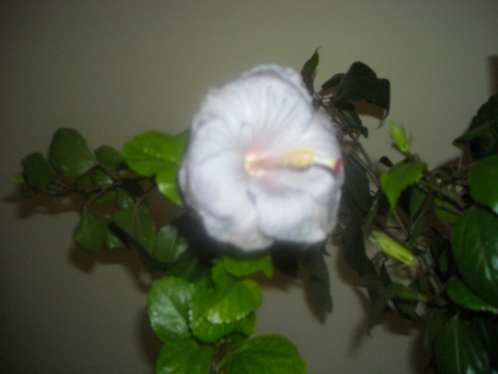 Hibiscus Cajun Blue - Hibiscus 2012-3