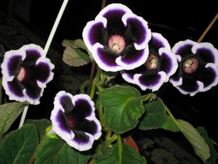 Kaiser Wilhelm - Gloxinii 2012