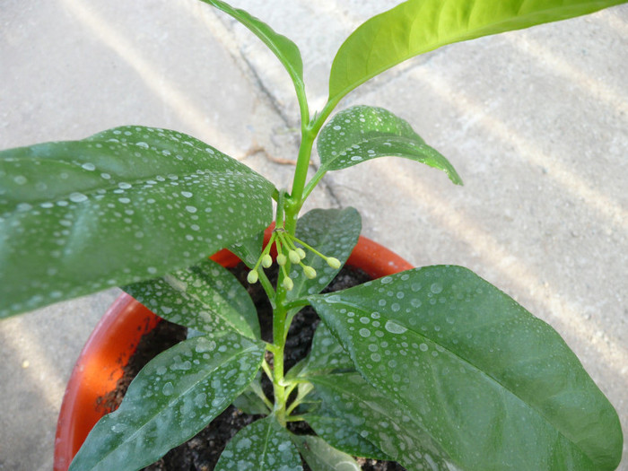 P1110262 - Hoya multiflora