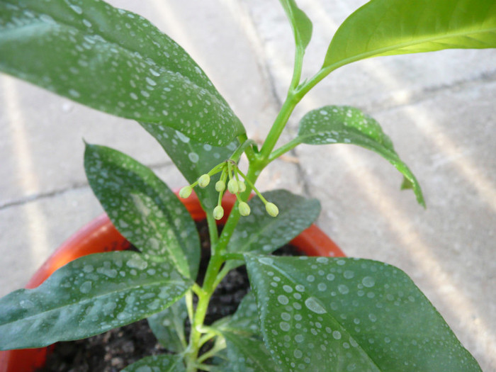 P1110266 - Hoya multiflora