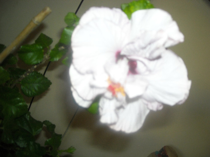 Hibiscus Memoris - Hibiscus 2012-3