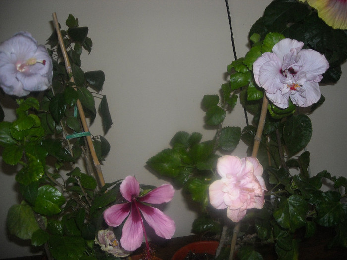 Hibiscus grup