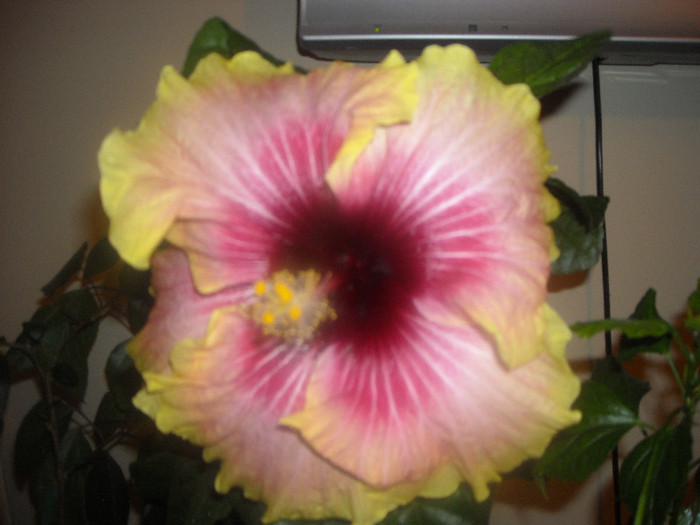 Hibiscus Tahitian Quinn - Hibiscus 2012-3