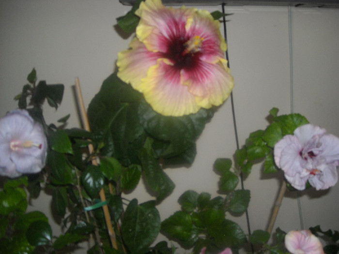 Hibiscus grup