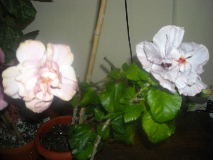 hibiscus Thunderhead +  Memoris - Hibiscus 2012-3