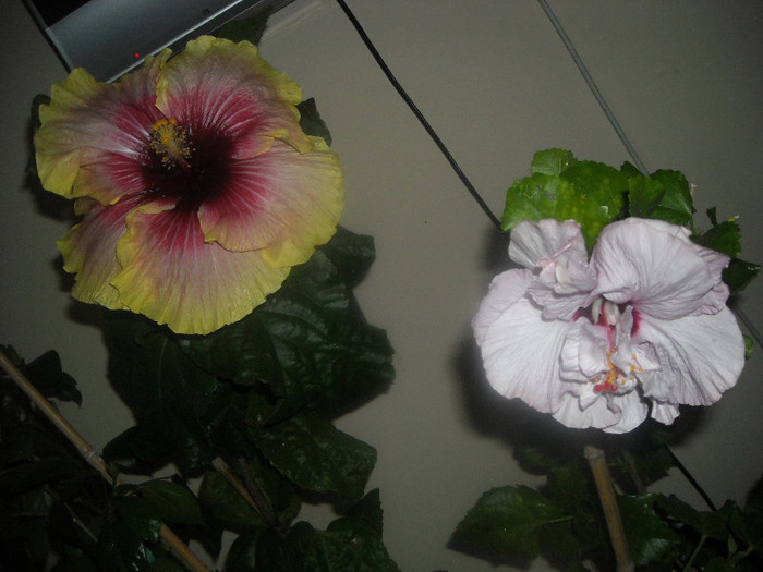 Hibiscus Tahitian Quinn +  Memoris - Hibiscus 2012-3