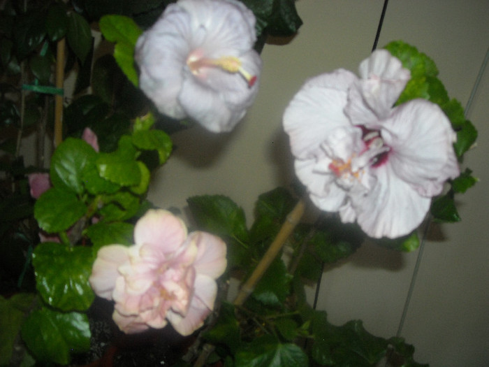 Hibiscus grup