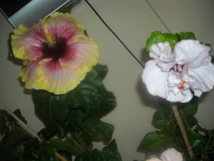 Hibiscus Tahitian Quinn + Memoris - Hibiscus 2012-3
