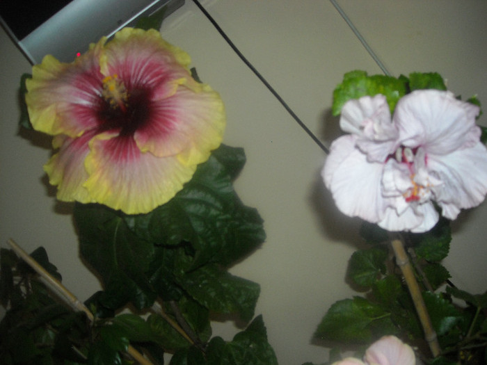 Hibiscus Tahitian Quinn + Memoris