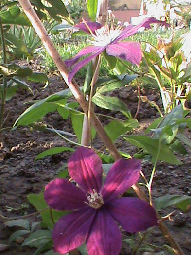 cardinal ,primele floricele!!!!