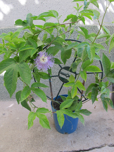 Passiflora incarnata-planta - Passiflora