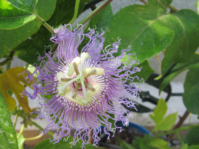 Passiflora incarnata-floare - Passiflora