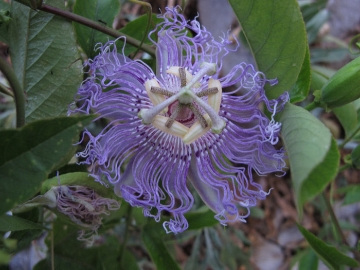 Passiflora incarnata1 - Passiflora