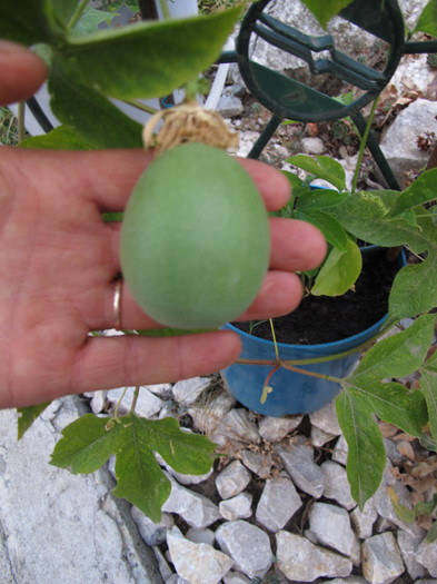 Fruct Passiflora incarnata - Passiflora