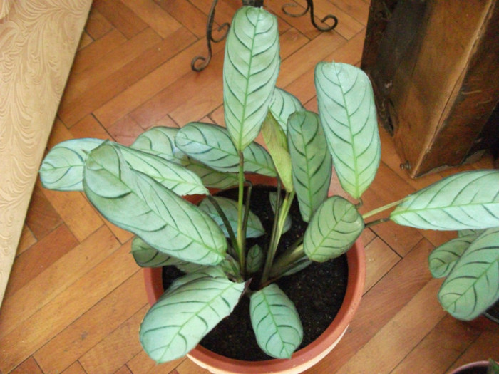 Picture 147 - Calathea