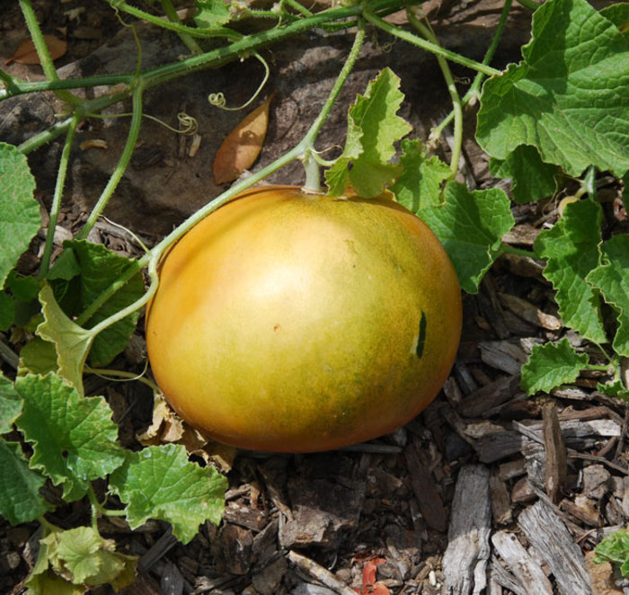 avocado - pepeni galbeni seminte