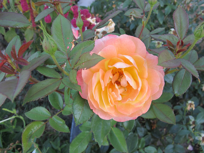 Floribunda necunoscut