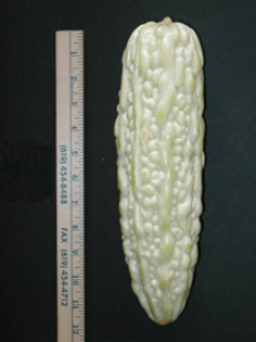 India Long White Bitter - pepeni galbeni seminte