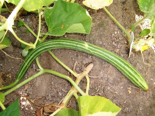 Metki Painted Serpent - pepeni galbeni seminte