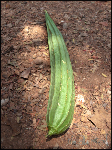 Ridged Skin -Luffa - pepeni galbeni seminte