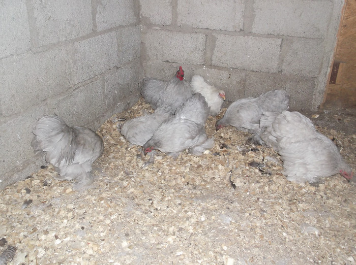 Picture 712; cochin sidef
