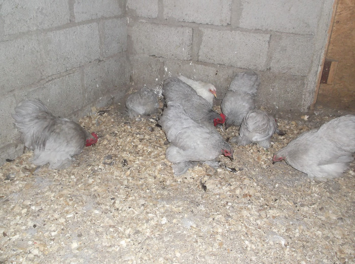 Picture 713; cochin sidef
