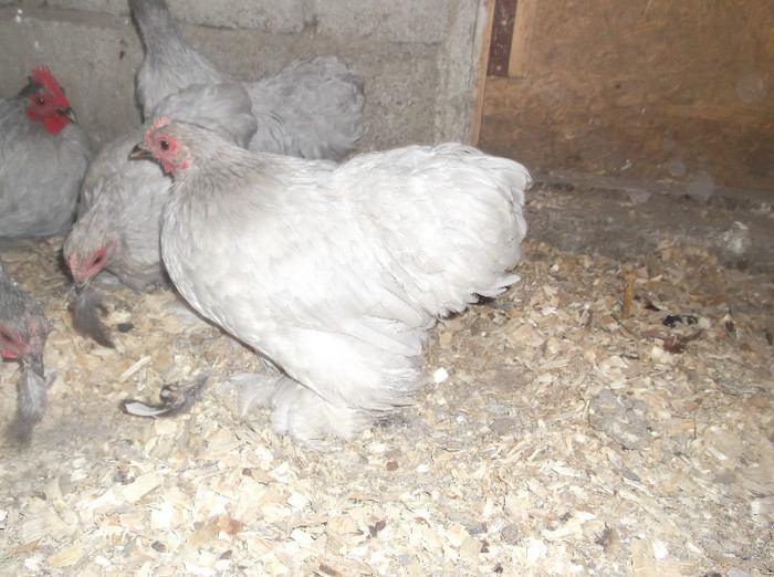 Picture 714; cochin sidef
