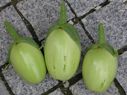Green Apple - vinete seminte