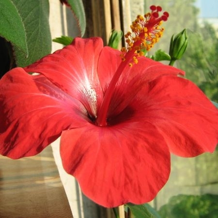 mare_Hibiscus - Flori hibiscus
