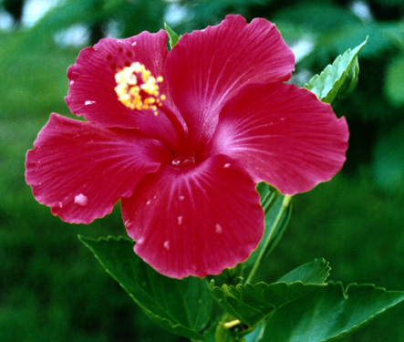 20080909_feg-hibiscus - Flori hibiscus