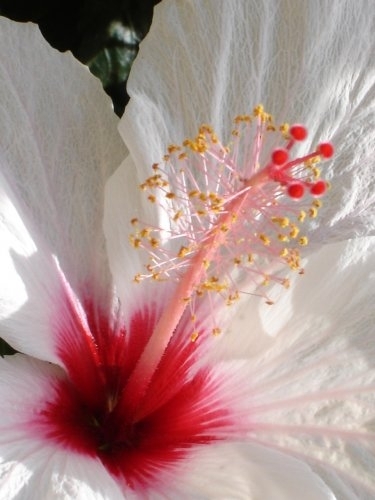 Flor de hibisco - Flori hibiscus