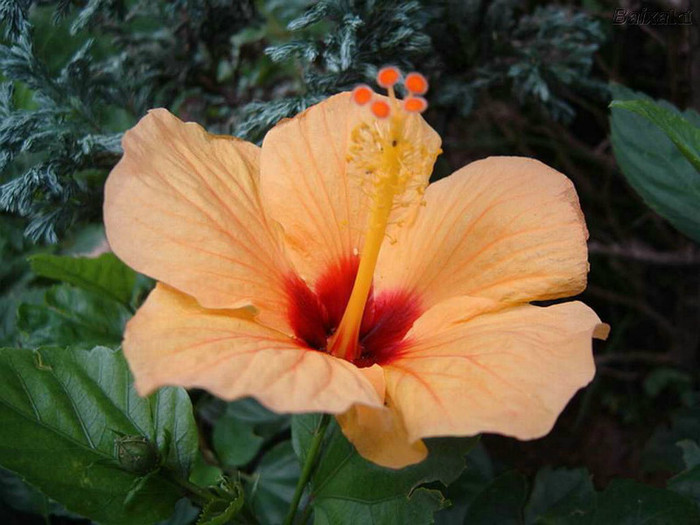 flor-hibisco-3 - Flori hibiscus