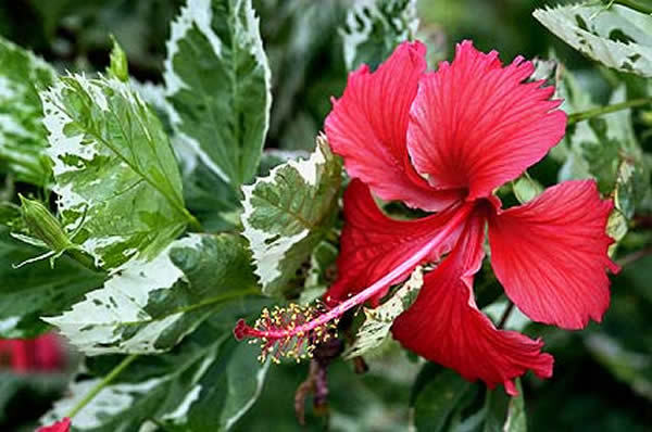 hibisco - Flori hibiscus