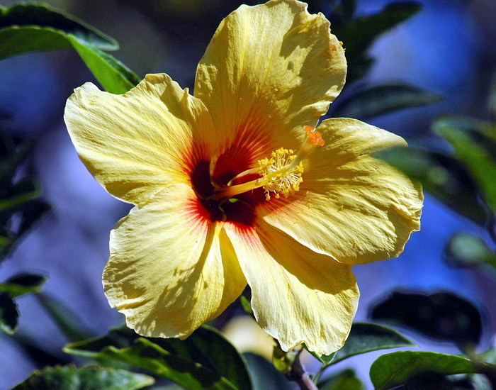 Hibisco (1) - Flori hibiscus