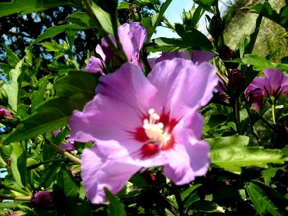 hibiscus - Flori hibiscus